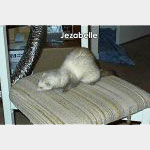 Jezabelle