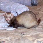 Jingles