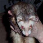 Kama