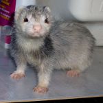 Lancelot