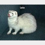 Leia