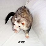 Logan