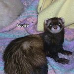 Louise
