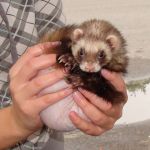 Meeko