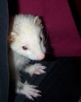 Merlin