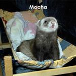 Mocha