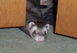 Molly #2