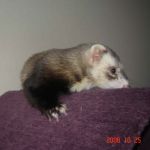 Mr. Pickles