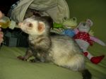 Nicodemus