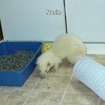 Nosie