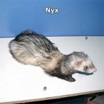 Nyx