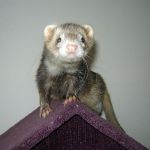 Oscar