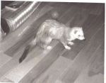 Oscar (prev.Brutus)