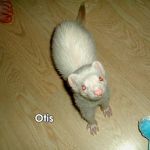 Otis