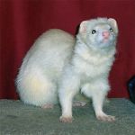 Peanut