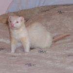 Pepi