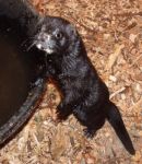 Reed (prev.Brutus)