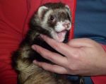 Robert