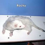 Rocky