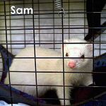 Sam