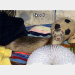 Skoal