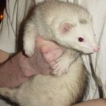 Smudge