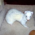 Snowball
