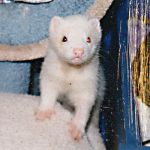 Snowie
