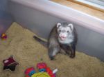 Spike