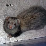 Sprite