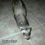 Squeeker