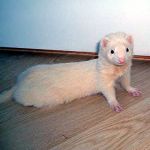 Theodore