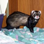 Toby