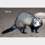 Zena