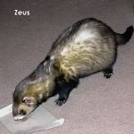 Zeus