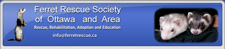 Ferret Rescue Society of Ottawa and Area