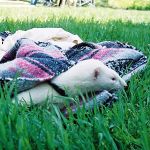 2003 Spring Frolic