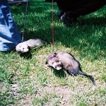 2003 Spring Frolic
