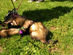 2007 Fall Frolic