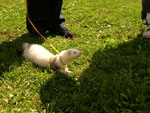 2007 Fall Frolic