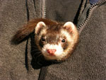 2007 Fall Frolic