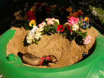 2007 Fall Frolic