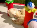 2007 Fall Frolic