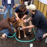 2008 Dog Wash