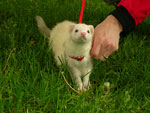 2008 Spring Frolic