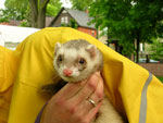 2008 Spring Frolic