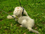 2008 Spring Frolic
