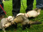 2008 Spring Frolic