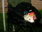 2008 Spring Frolic