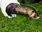 2008 Spring Frolic